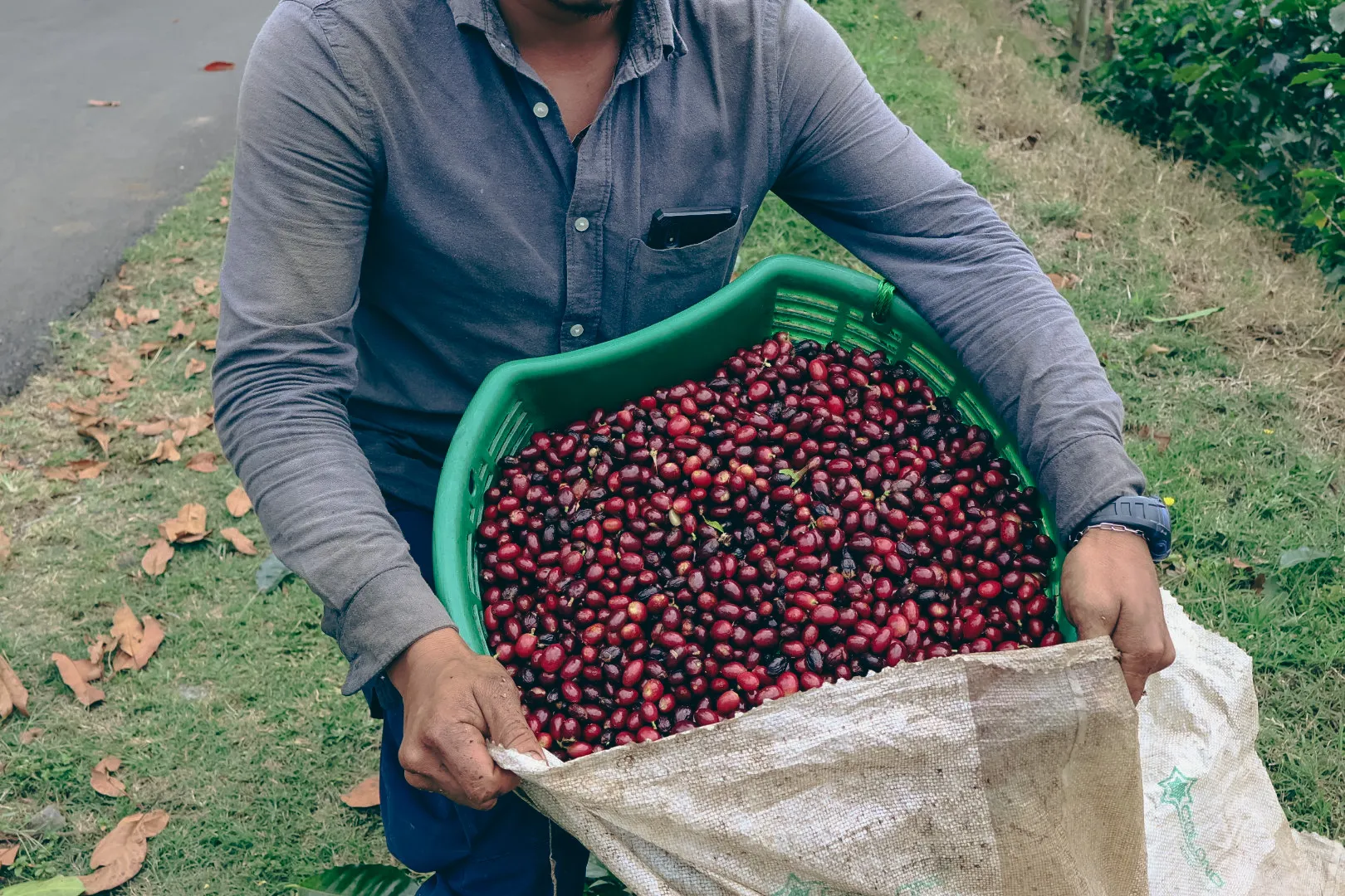 Pre-Order Christmas Blend for dispatch November 1st